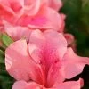 Autumn Coral Encore Azalea - 6 Pack Of 1 Gallon Pots