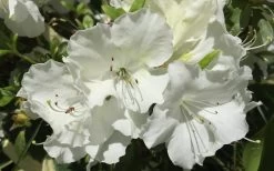 Girard's Pleasant White Azalea - 1 Gallon Pot -Shrub Plant Shop Azalea Girards Pleasant White