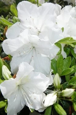 Girard's Pleasant White Azalea - 1 Gallon Pot -Shrub Plant Shop Azalea Girards Pleasant White 500x750 1