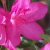 Judge Solomon Southern Indica Azalea - 3 Gallon Pot