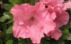 Gumpo Pink Dwarf Azalea - 2 Gallon Pot -Shrub Plant Shop Azalea Pink Gumpo