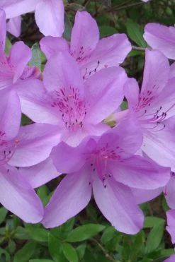 Poukhanense Lavender Azalea - 1 Gallon Pot 13 Poukhanense Lavender Azalea - 1 Gallon Pot -Shrub Plant Shop Azalea Poukhanense 1