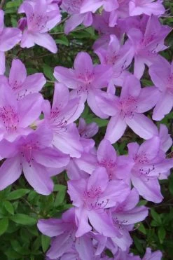 Poukhanense Lavender Azalea - 1 Gallon Pot