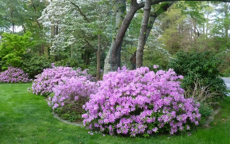 Poukhanense Lavender Azalea - 1 Gallon Pot 4 Poukhanense Lavender Azalea - 1 Gallon Pot - Image 4