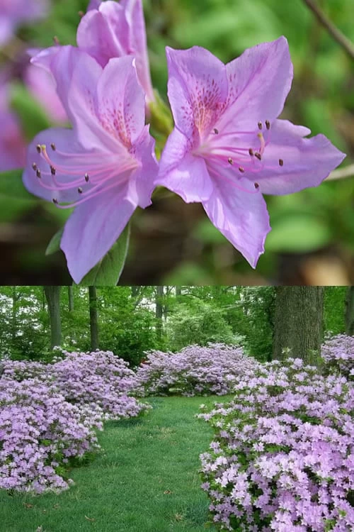 Poukhanense Lavender Azalea - 1 Gallon Pot 5 Poukhanense Lavender Azalea - 1 Gallon Pot - Image 5