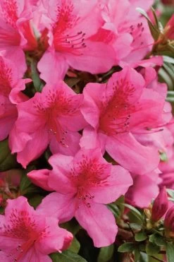 Pride Of Mobile Azalea - 3 Gallon Pot 8 Pride Of Mobile Azalea - 3 Gallon Pot -Shrub Plant Shop Azalea Pride Of Mobile 500x750 1