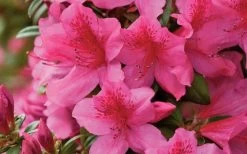 Pride Of Mobile Azalea - 3 Gallon Pot 9 Pride Of Mobile Azalea - 3 Gallon Pot -Shrub Plant Shop Azalea Pride of Mobile 15