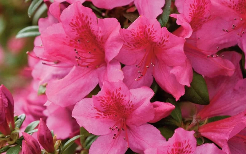 Pride Of Mobile Azalea - 3 Gallon Pot 5 Pride Of Mobile Azalea - 3 Gallon Pot - Image 5
