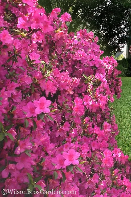 Pride Of Mobile Azalea - 3 Gallon Pot 3 Pride Of Mobile Azalea - 3 Gallon Pot - Image 3