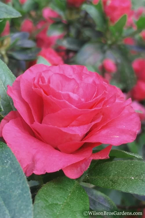 Rosebud Azalea - 1 Gallon Pot 1 Rosebud Azalea - 1 Gallon Pot