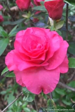 Rosebud Azalea - 3 Gallon Pot -Shrub Plant Shop Azalea Rosebud 3