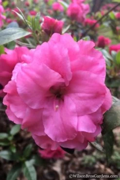 Rosebud Azalea - 2 Gallon Pot -Shrub Plant Shop Azalea Rosebud 7 1