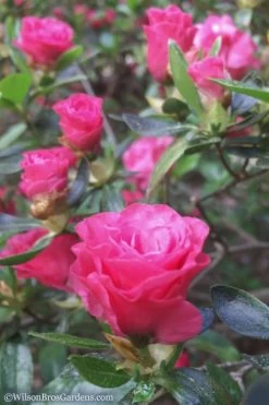 Rosebud Azalea - 3 Gallon Pot -Shrub Plant Shop Azalea Rosebud 8