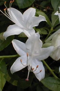 Texas Azalea (Rhododendron Oblongifolium) - 3 Gallon Pot -Shrub Plant Shop Azalea Texas Rhododendron Oblongfolium 1
