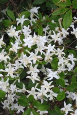 Texas Azalea (Rhododendron Oblongifolium) - 3 Gallon Pot -Shrub Plant Shop Azalea Texas Rhododendron Oblongfolium 3