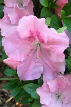 Watchet Dwarf Pink Azalea - 1 Gallon Pot