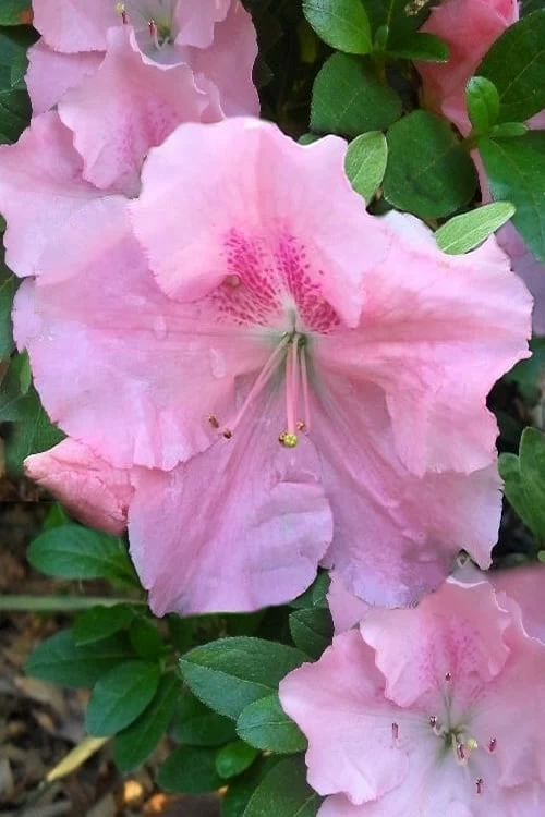 Watchet Dwarf Pink Azalea - 1 Gallon Pot 1 Watchet Dwarf Pink Azalea - 1 Gallon Pot