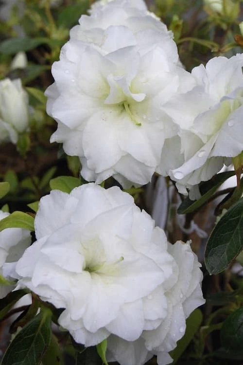 White Rosebud Azalea - 1 Gallon Pot 1 White Rosebud Azalea - 1 Gallon Pot