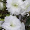 White Rosebud Azalea - 6 Pack Of 1 Gallon Pots