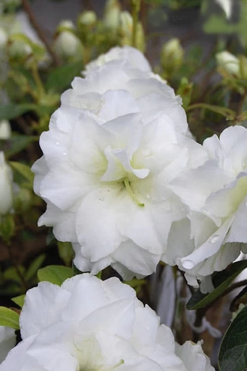 White Rosebud Azalea - 1 Gallon Pot 4 White Rosebud Azalea - 1 Gallon Pot - Image 4
