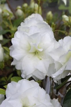 White Rosebud Azalea - 6 Pack Of 1 Gallon Pots -Shrub Plant Shop Azalea White Rosebud 4