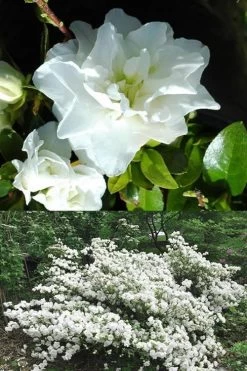 White Rosebud Azalea - 1 Gallon Pot 9 White Rosebud Azalea - 1 Gallon Pot -Shrub Plant Shop Azalea White Rosebud 5 1