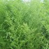 Bisset Bamboo (Phyllostachys Bissetii) - 3 Gallon Pot (2-4')