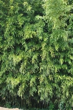 Bisset Bamboo (Phyllostachys Bissetii) - 3 Gallon Pot (2-4') -Shrub Plant Shop Bamboo Bisettii 2