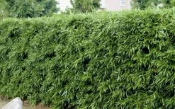 Bisset Bamboo (Phyllostachys Bissetii) - 3 Gallon Pot (2-4') -Shrub Plant Shop Bamboo Bisettii 4