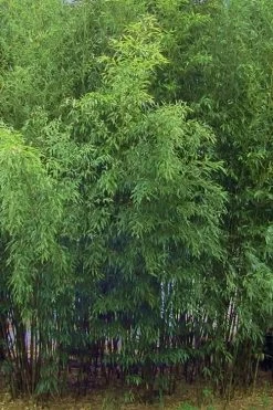 Bisset Bamboo (Phyllostachys Bissetii) - 3 Gallon Pot (2-4') -Shrub Plant Shop Bamboo Bisettii 5