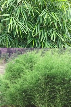 Bisset Bamboo (Phyllostachys Bissetii) - 3 Gallon Pot (2-4') -Shrub Plant Shop Bamboo Bissets 500x750 1