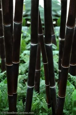 Black Bamboo - Phyllostachys Nigra - 3 Gallon Pot (Single Cane: 4-6'+)