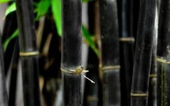 Black Bamboo - Phyllostachys Nigra - 3 Gallon Pot (Multi-Cane: 2 To 4' Tall) 17 Black Bamboo - Phyllostachys Nigra - 3 Gallon Pot (Multi-Cane: 2 To 4' Tall) -Shrub Plant Shop Bamboo Black 53 1