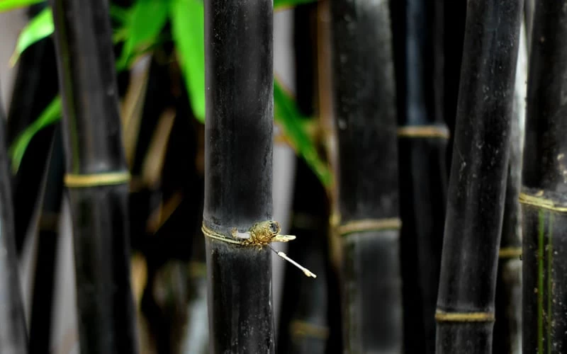 Black Bamboo - Phyllostachys Nigra - 3 Gallon Pot (Multi-Cane: 2 To 4' Tall) 9 Black Bamboo - Phyllostachys Nigra - 3 Gallon Pot (Multi-Cane: 2 To 4' Tall) - Image 9