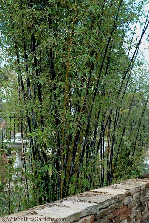 Black Bamboo - Phyllostachys Nigra - 3 Gallon Pot (Multi-Cane: 2 To 4' Tall) 7 Black Bamboo - Phyllostachys Nigra - 3 Gallon Pot (Multi-Cane: 2 To 4' Tall) - Image 7