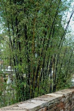 Black Bamboo - Phyllostachys Nigra - 3 Gallon Pot (Single Cane: 4-6'+) -Shrub Plant Shop Bamboo Black 55