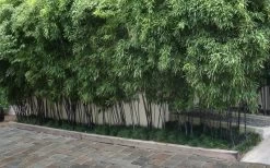 Black Bamboo - Phyllostachys Nigra - 3 Gallon Pot (Single Cane: 4-6'+) -Shrub Plant Shop Bamboo Black 56