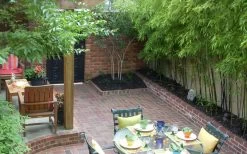 Black Bamboo - Phyllostachys Nigra - 3 Gallon Pot (Single Cane: 4-6'+) -Shrub Plant Shop Bamboo Black 58