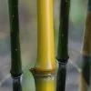 Elegant Bamboo - Phyllostachys Elegans - 3 Gallon Pot