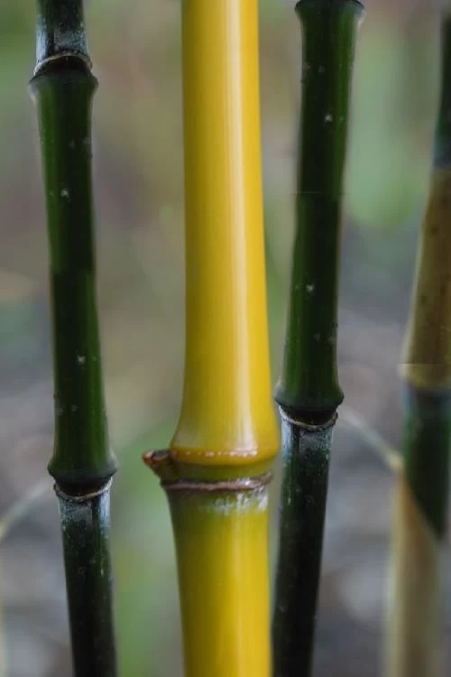 Elegant Bamboo - Phyllostachys Elegans - 3 Gallon Pot 1 Elegant Bamboo - Phyllostachys Elegans - 3 Gallon Pot