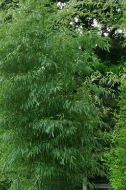 Elegant Bamboo - Phyllostachys Elegans - 3 Gallon Pot 8 Elegant Bamboo - Phyllostachys Elegans - 3 Gallon Pot -Shrub Plant Shop Bamboo Elegant 5