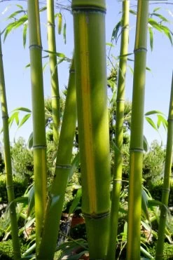 Flavescens Inversa Bamboo (Phyllostachys Aurea) - 3 Gallon Pot (4-6') -Shrub Plant Shop Bamboo Flavescens Inversa 11