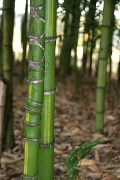 Flavescens Inversa Bamboo (Phyllostachys Aurea) - 3 Gallon Pot (4-6') -Shrub Plant Shop Bamboo Flavescens Inversa 13