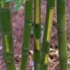 Flavescens Inversa Bamboo (Phyllostachys Aurea) - 3 Gallon Pot (4-6')