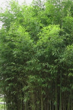 Flavescens Inversa Bamboo (Phyllostachys Aurea) - 3 Gallon Pot (4-6') -Shrub Plant Shop Bamboo Flavescens Inversa