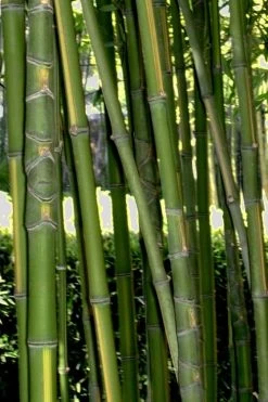 Flavescens Inversa Bamboo (Phyllostachys Aurea) - 3 Gallon Pot (4-6') -Shrub Plant Shop Bamboo Flavescens Inversa Rev 500x750 1
