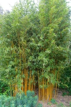 Gold Vivax Giant Timber Bamboo (Green Stripe Bamboo) - Phyllostachys Vivax 'Aureocaulis' - 3 Gallon Pot (2-4') 11 Gold Vivax Giant Timber Bamboo (Green Stripe Bamboo) - Phyllostachys Vivax 'Aureocaulis' - 3 Gallon Pot (2-4') -Shrub Plant Shop Bamboo Gold Vivax 2