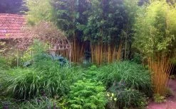 Gold Vivax Giant Timber Bamboo (Green Stripe Bamboo) - Phyllostachys Vivax 'Aureocaulis' - 3 Gallon Pot (2-4') 10 Gold Vivax Giant Timber Bamboo (Green Stripe Bamboo) - Phyllostachys Vivax 'Aureocaulis' - 3 Gallon Pot (2-4') -Shrub Plant Shop Bamboo Gold Vivax 6