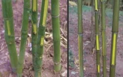 Flavescens Inversa Bamboo (Phyllostachys Aurea) - 3 Gallon Pot (4-6') -Shrub Plant Shop Bamboo Golden Fish Pole 2