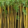 True Gold Golden Fish Pole Bamboo (Phyllostachys Aurea 'Holochrysa') - 3 Gallon Pot